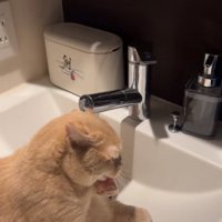 左前足を舐めている猫