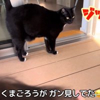 赤ちゃんを見ている猫