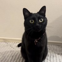 カーペットの上に座る黒猫