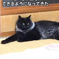 寝そべる猫