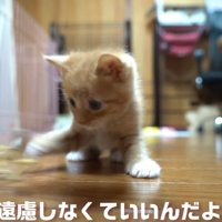 猫じゃらしで遊ぶ子猫
