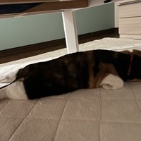 だらだらする猫