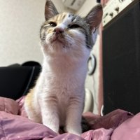 おすましする三毛子猫