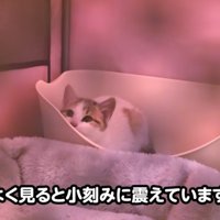ケージの中で震えている子猫