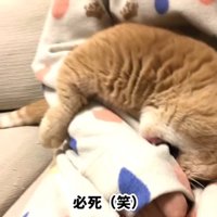 噛みつき中