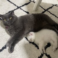 寝転がっている2匹の猫