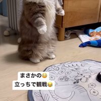 二本足で立つ猫