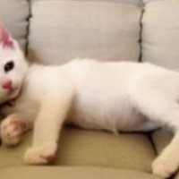 椅子に座っている子猫