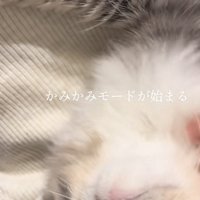「かみかみモードが始まる」のテロップ写真