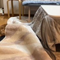 ホットカーペットにもぐっている猫