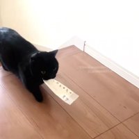 階段を上る黒猫