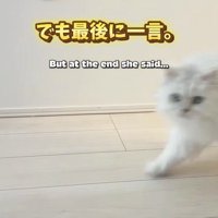 カメラに視線を向ける猫