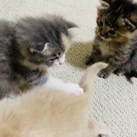 クリーム子猫に猫パンチするグレー子猫とそれを見る焦げ茶子猫