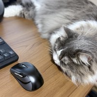 デスクの上で寝そべる猫