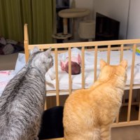 赤ちゃんを見る2匹の猫