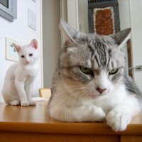 成猫の隣に座る白猫