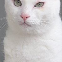 おやつを口につけた白猫