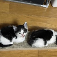 黒白柄の子猫2匹