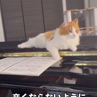 ピアノの上でくつろぐハチワレ猫