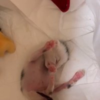 伸びをする赤ちゃん猫