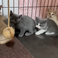 固まる子猫たち