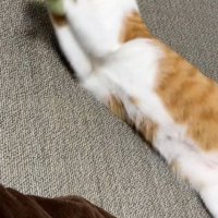 おもちゃで白熱する猫