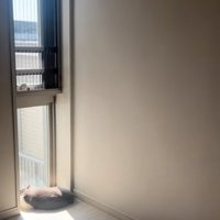 スリット窓にくっついて日向ぼっこをする猫