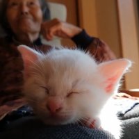 寝ている子猫