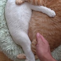 くっついて眠る2匹の猫
