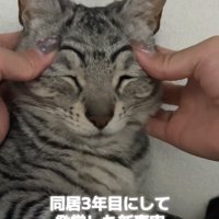 目尻側の上瞼を押さえられて若干目が潰れている猫