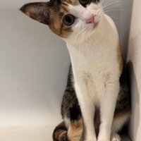 カメラを見て首をかしげる猫