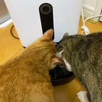 ご飯を食べている2匹の猫たち