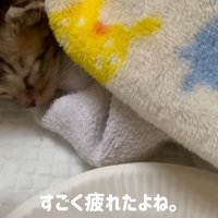 眠っている子猫