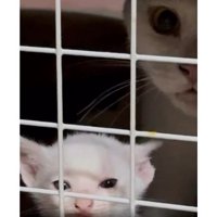 ケージの中の猫