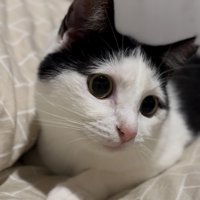 座っているおこめちゃん