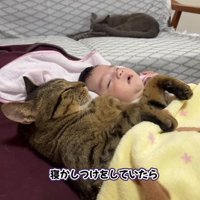 赤ちゃんと一緒の布団で寝る猫