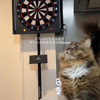 ダーツと猫