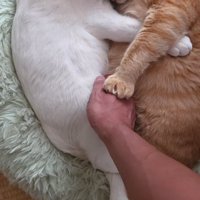 くっついている2匹の猫