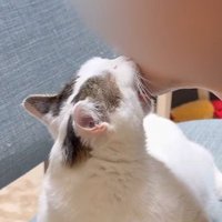 飼い主のアゴを甘噛みする猫