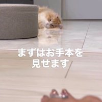 飼い主のマジックを見る猫