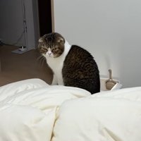 人間のベッドに座り込む猫