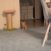 しっぽを立てて飼い主さんのもとへ歩いてくるらむくん