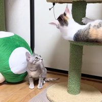 タワーで遊ぶ2匹の子猫