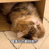 うとうとする猫