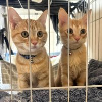 ケージの中にいる茶トラの兄弟猫