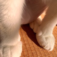 後ろ足の上に前足を乗せる猫