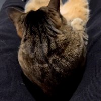 上半身を起こす猫