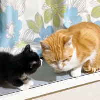 茶白猫さんのお顔を覗き込む子猫