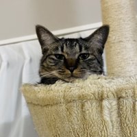 キャットタワーから飼い主を呼ぶキジトラ猫