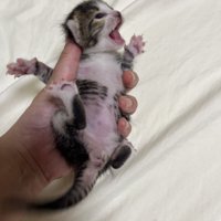 手で持たれて鳴く赤ちゃん猫